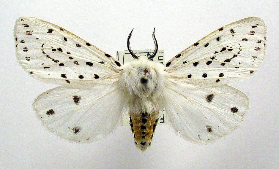 Figure 3: Spilosoma lubricipeda